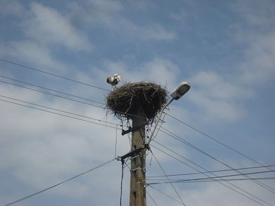 05 Störche in Rumänien.jpg