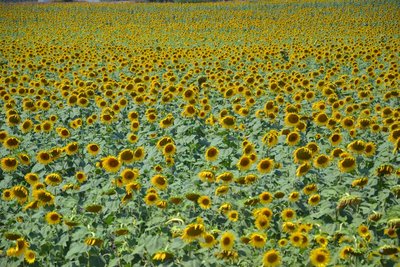2015-08-09_13-00-55_ok.jpg