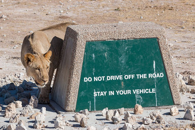 2015 mantoco Weltreise Namibia Etosha Nationalpark Loewe am Schild.jpg (151.35 KiB) 23773 mal betrachtet warum???