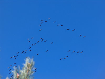 Die Zugvögel fliegen nach Süden, bin ich in der falschen Richtung unterwegs.