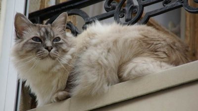 20110714_151945_Autun_Mieze_031.jpg