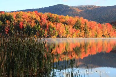 Gifford_Woods_02.JPG