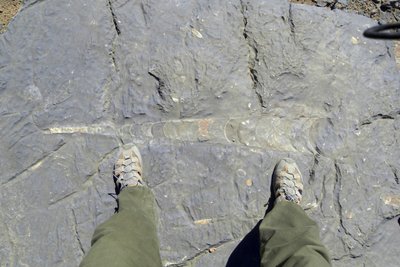 Fossilien , du gehst auf Fossilien du stehst auf Fossilien du Fährst auf Fossilien , und wen  du morgens nach dem ersten Kaffee loswetzt ,dann sche.... du auch noch auf Fossilien . Wahnsinn , waaaahnsinn .