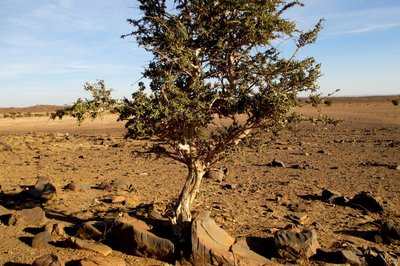 Überlebenskünsteler , saugt Wasser aus den Steinen .
