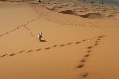 Erg Chebbi_IMG_1765.jpg