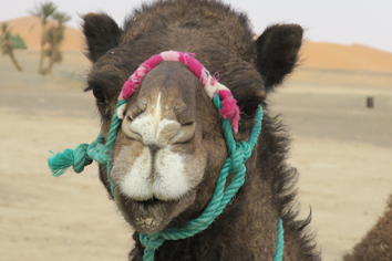 Erg Chebbi_IMG_1878.jpg