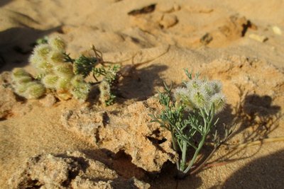 &quot; Klugscheiß &quot; Selten aber doch zu finden , diese Blüten helfen bei Magenproblemen . 5-6 Blüten im Teee mit köcheln, und die Bitterstoffe werden es richten .
