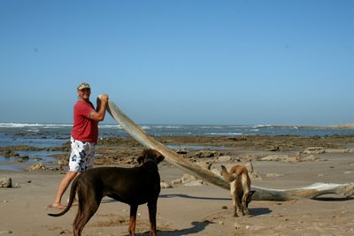 Unterkieferknochen am Strand in der nähe von tan Tan Plage .