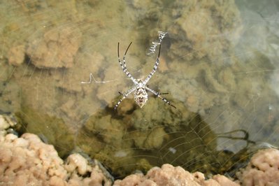 Wovon leben den die Fische . K.P. vieleicht von Insekten , oder.....
