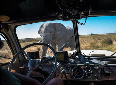 14 hautnahe Tierbegegnung - nur in Namibia!.jpg