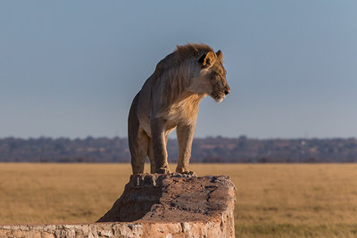 2016 mantoco Weltreise Namibia Etosha NP Loewe auf der Mauer.jpg