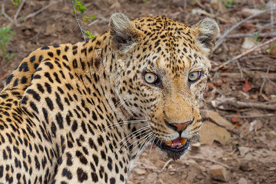 2016 mantoco Weltreise Suedafrika Krueger NP Leopard.jpg