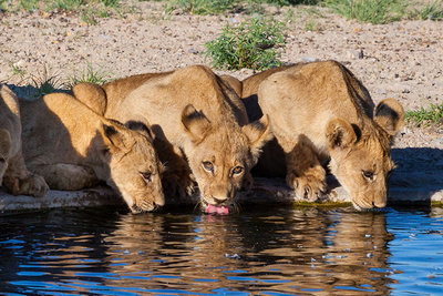 2016 mantoco Weltreise Botswana Kgalagadi Transfrontier Park Mabuasehube Sektion Loewen am Wasserloch.jpg