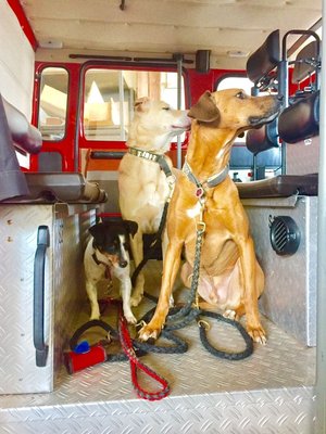 Hunde-iloveimg-compressed (1).jpg