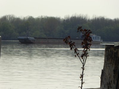 P1010337.25%.jpg