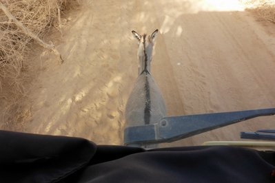 Hab dem armen Esel erst einmal die Fußfesseln durchgeschnitten , sonst hätte es Tage bis zur Strasse gedauert .