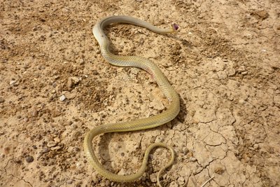 Ein Raugvogel hat die Python neben unserem Auto wieder fallen lassen weil er es sonst nicht übers Auto geschafft hätte . Ich habe das arme Tier erlöst .