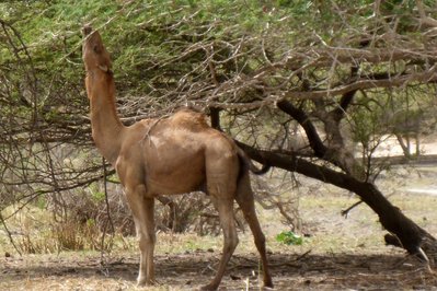 Kräftige Tiere .