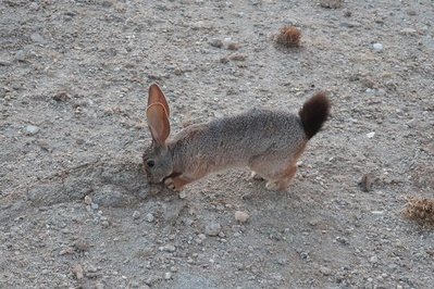 Wilde Tiere, ohne Zoom, der Osterhas war keinen Meter vor mir