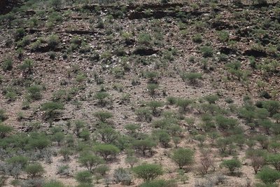Suchbild: Wo sind die Zebras