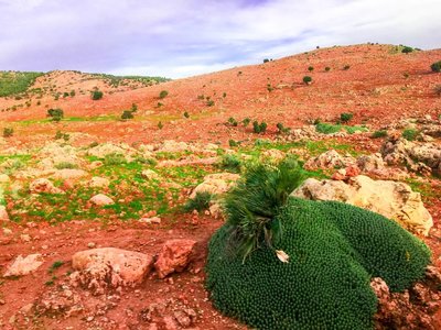 IMG_7365.jpg