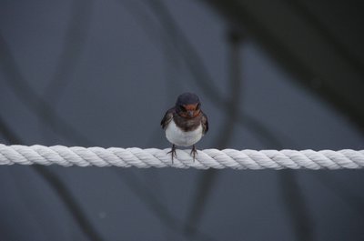 20180718_181454_Greiswalder_Wiek_040.JPG