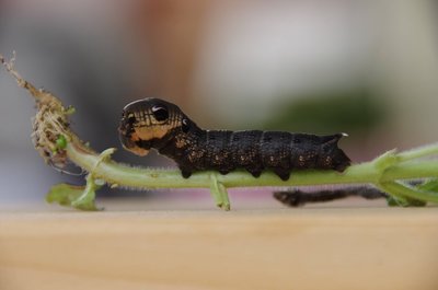 20180728_104621_Raupe_002.JPG