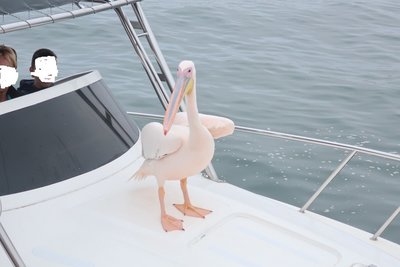 Bootsfahrt in der Walvis Bay.<br />Lange Sandbank, ein Leuchtturm 3km in der Sandbank, Robben, Delphine, Pelikane