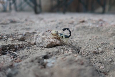 Scorpion bei der Übernachtunsstelle