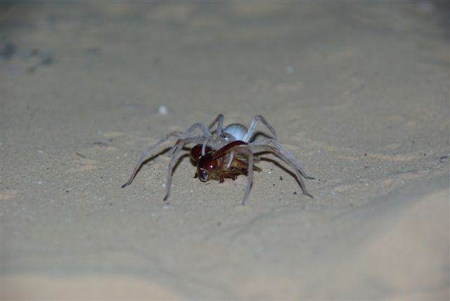 Eine Walzenspinne, die vom Licht angelockt, alles frisst, was man ihr anbietet. In Gefangenschaft kann sie sich zu Tode fressen (ca. 2 cm groß)