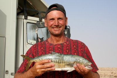 Gelber Tun , echt leckere Tunfisch Steaks , fest und saftig .