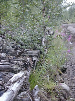 kola-0630.jpg