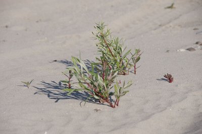 20190420_072216_Tagliamento_004.JPG