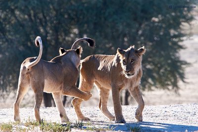 20190416_Lions in Kalahari_Botswana_DSC09760.jpg