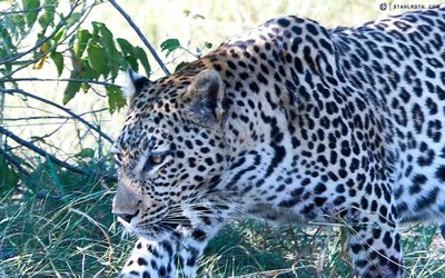 20190430_Lepard-at-Savuti_Botswana_DSC00346-1080x675.jpg
