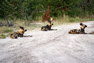 20190424_Wild-Dogs-observing-a-Kudu_Botswana__DSC0507.jpg