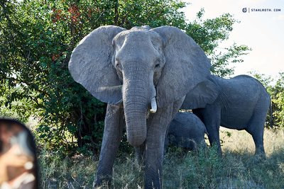 20190424_Elephant-close-to-the-Landy_Botswana__DSC0490.jpg