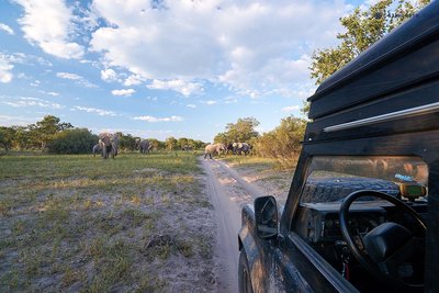 20190429_Elephants-crossing-the-street_Botswana_DSC00218.jpg