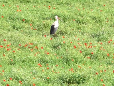 k-IMG_0948.jpg