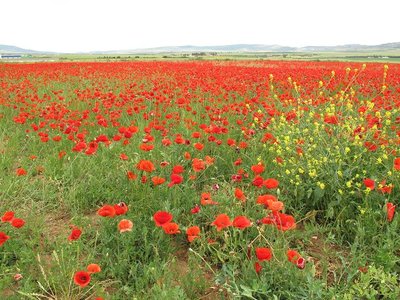 k-IMG_1036.jpg