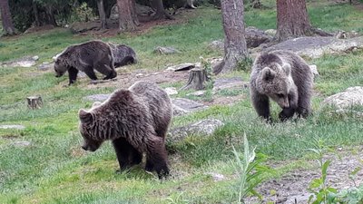 IMG-20190704-WA0014.jpg (278.23 KiB) 1543 mal betrachtet Bären