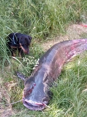So 2 m und 55  kg schwer