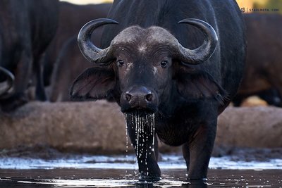 20190502_Buffalos at Senyati_Botswana__DSC1169 1.jpg