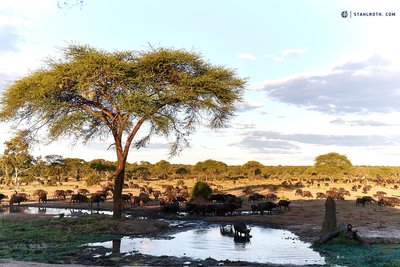 20190502_Buffalos at Senyati_Botswana_DSC00476.jpg