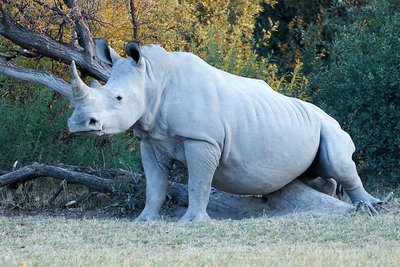 20190510_White Rhino scratches itself at a tree_Botswana__DSC1247.jpg