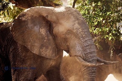 20190518_Kruger NP - Elephant_South Africa__DSC1296.jpg