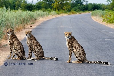 20190522_Kruger NP - Cheetah_South Africa__DSC1696.jpg