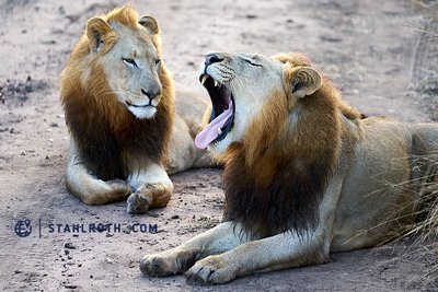 20190601_Hlane NP - Lions_eSwatini__DSC2017.jpg