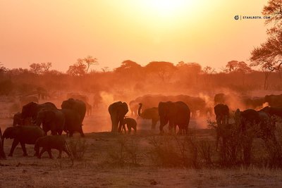 20190921_Hwange - Elephants_Simbabwe_DSC01674.jpg
