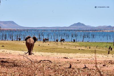 20190927_Matusadona - Elephants_Simbabwe__DSC3027.jpg